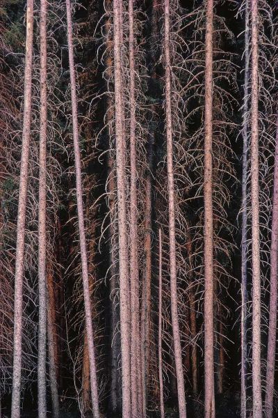 Canada, Manitoba Stark spruce trees